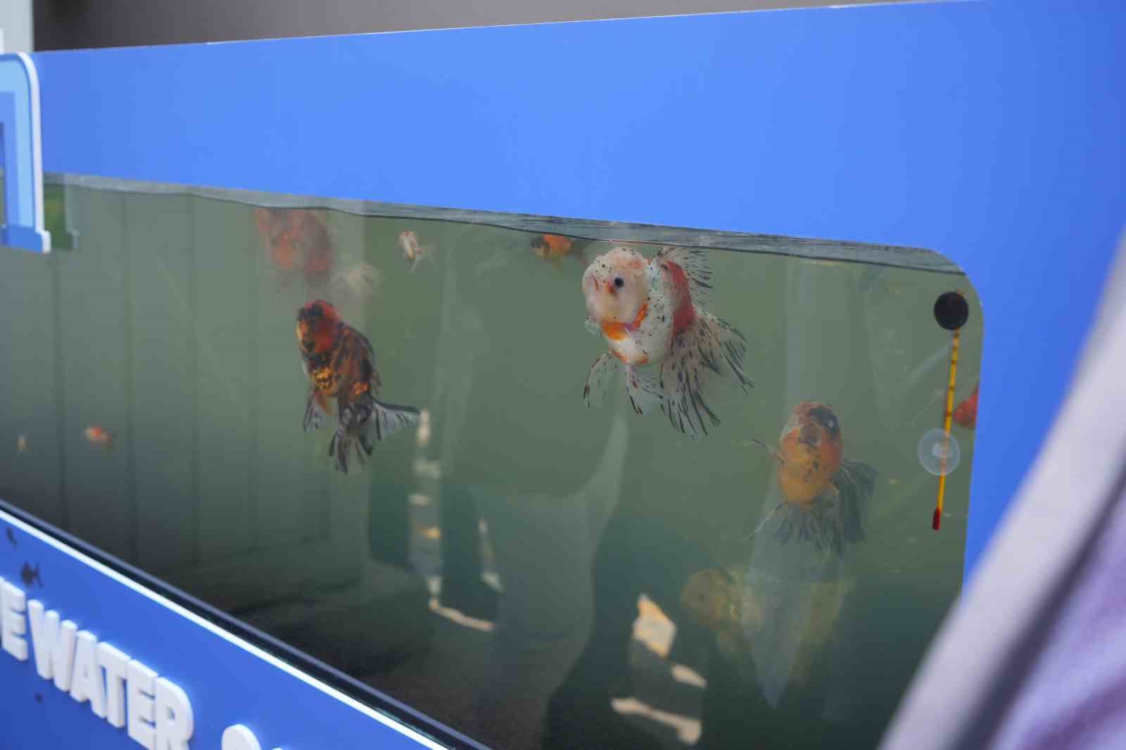 Kullanıp arıttıkları suda Japon balığı besliyorlar 5 kullanip arittiklari suda japon baligi besliyorlar 1 MvCEjDKR