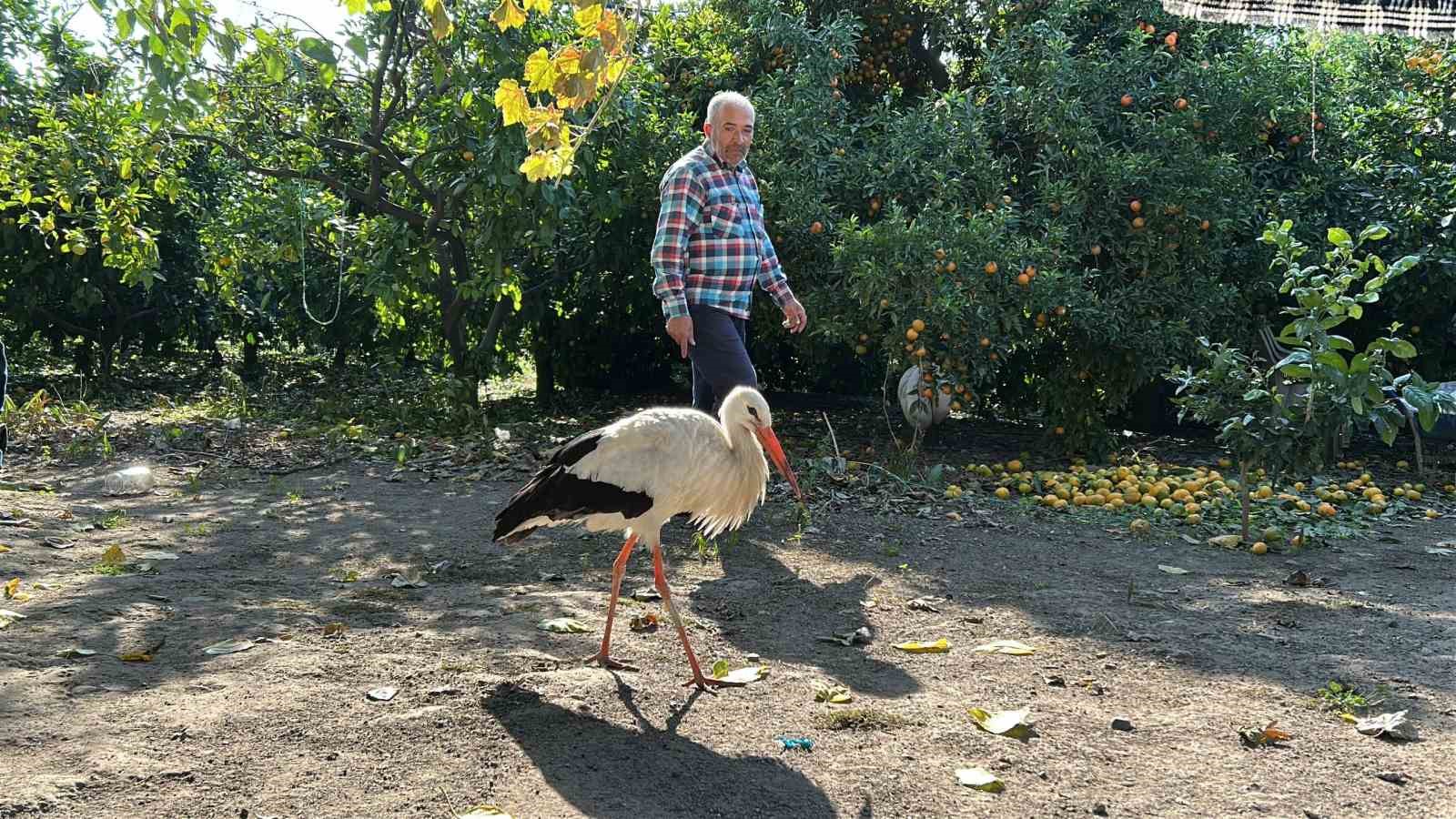 kumeste tavuklarla birlikte yasayan leylek balikla besleniyor 0 ZMb7redr