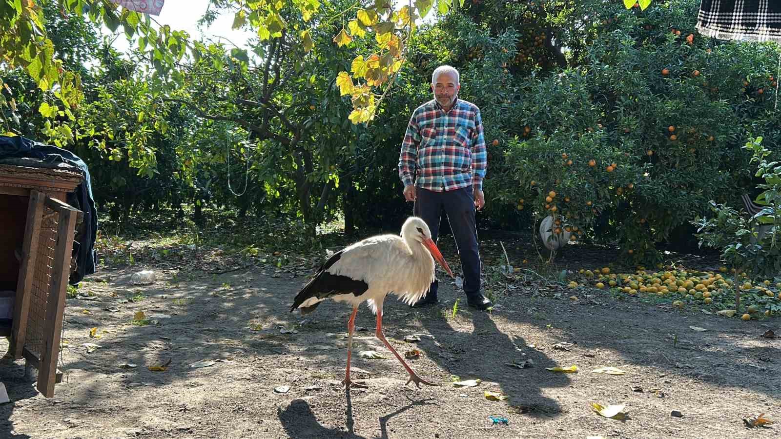 kumeste tavuklarla birlikte yasayan leylek balikla besleniyor 3 JIObl8fF