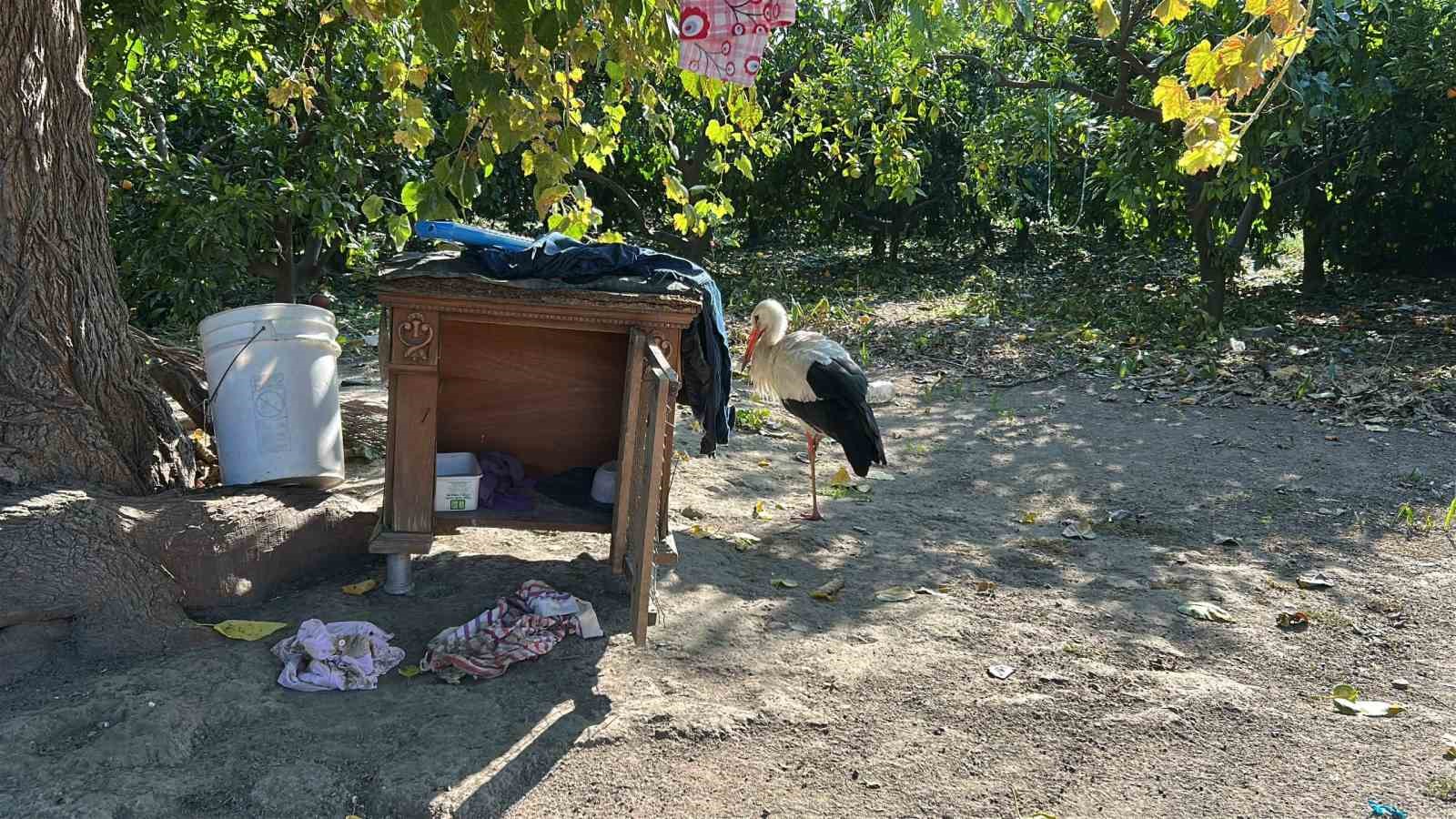 kumeste tavuklarla birlikte yasayan leylek balikla besleniyor 4