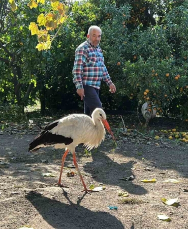 kumeste-tavuklarla-birlikte-yasayan-leylek-balikla-besleniyor-dGk6gs8h.jpg