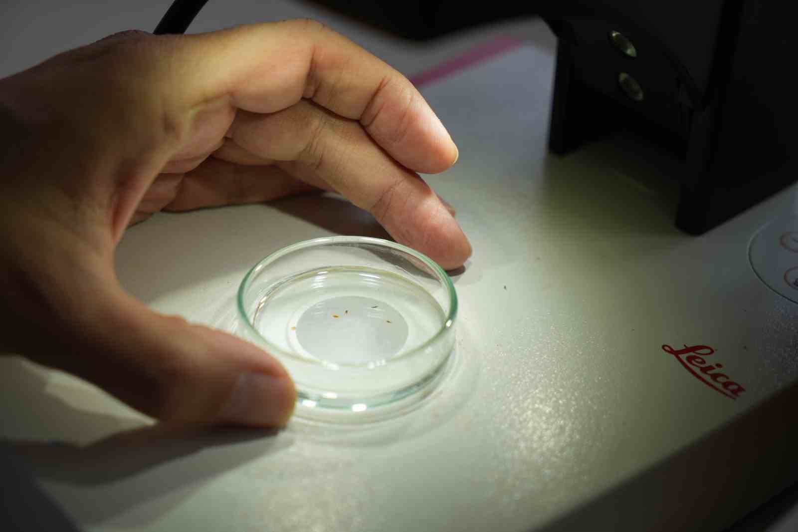 kurakligin ardindan sinek istilasi basladi 3 3acNCr9K
