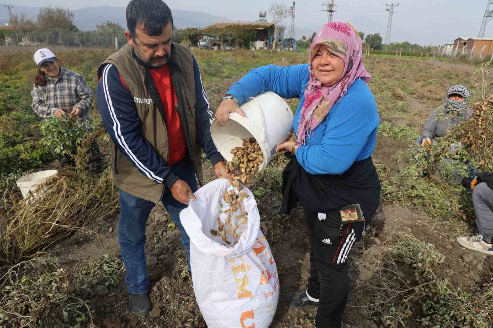 kurakligin rekolteyi etkiledigi yer fistiginda hasat basladi 8