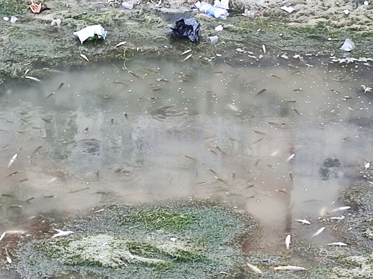 kuraklik ve kirlilik nedeniyle sulama kanalindaki yuzlerce balik telef oldu 4 qnPFQae2