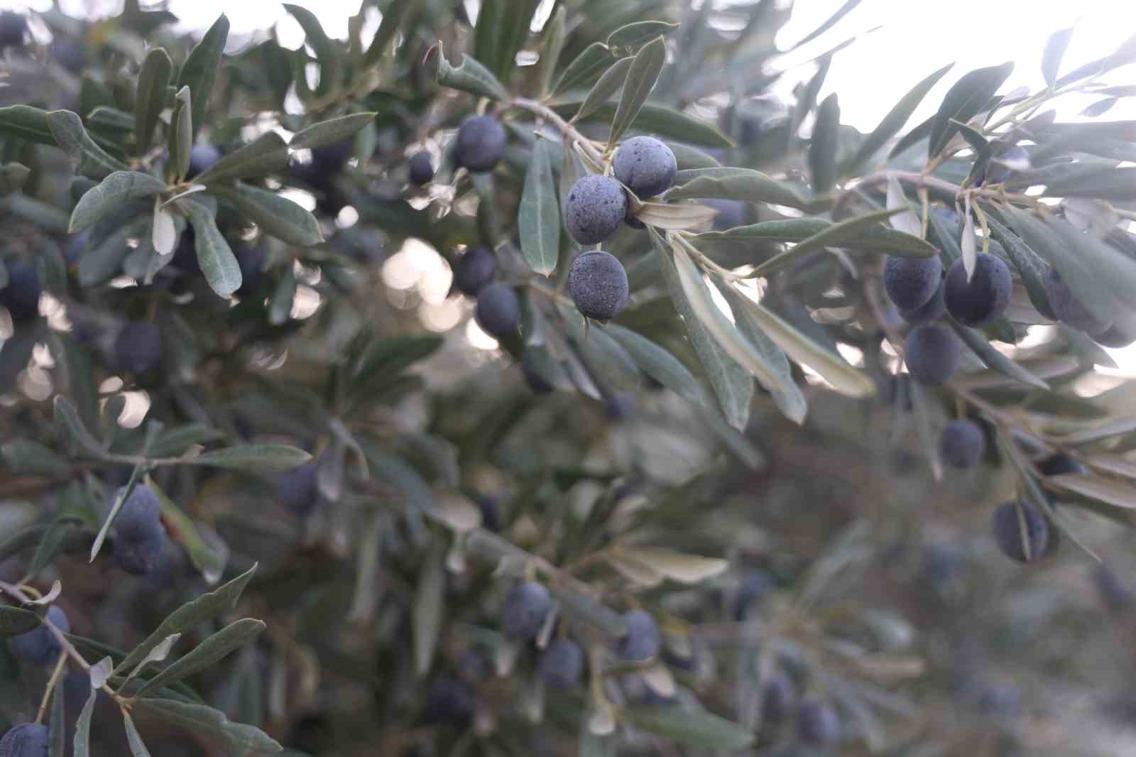 kuraklik zeytin hasadinda yag verimini olumsuz etkiledi 0 R2efwiIZ