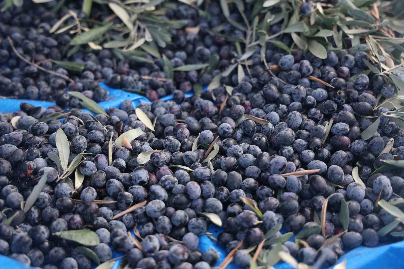 kuraklik zeytin hasadinda yag verimini olumsuz etkiledi 1 6cP9W4jt