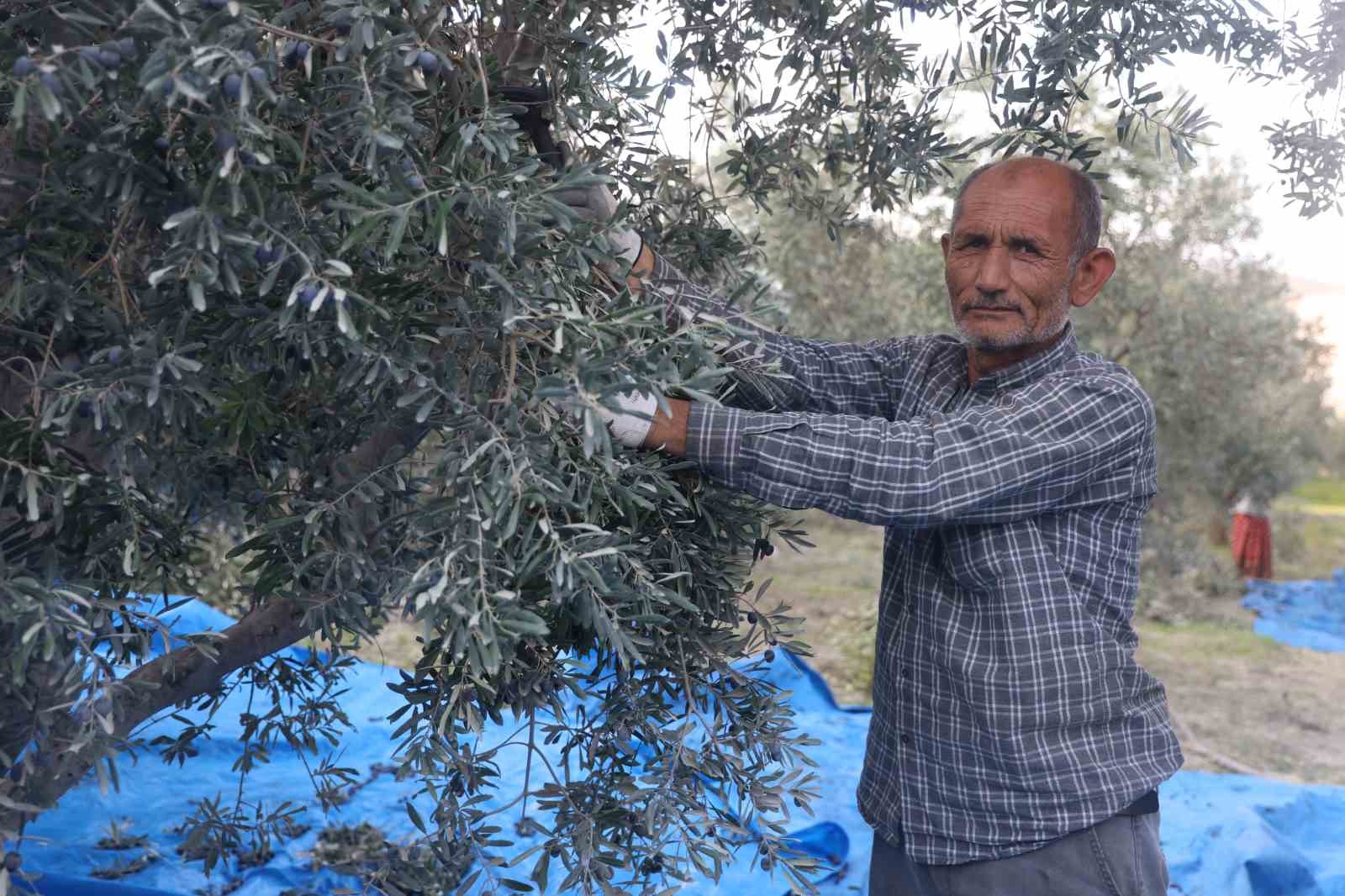 kuraklik zeytin hasadinda yag verimini olumsuz etkiledi 2 rptrZFI3