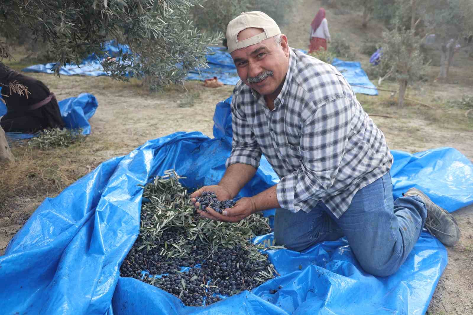 kuraklik zeytin hasadinda yag verimini olumsuz etkiledi 3 VWyuJmHH