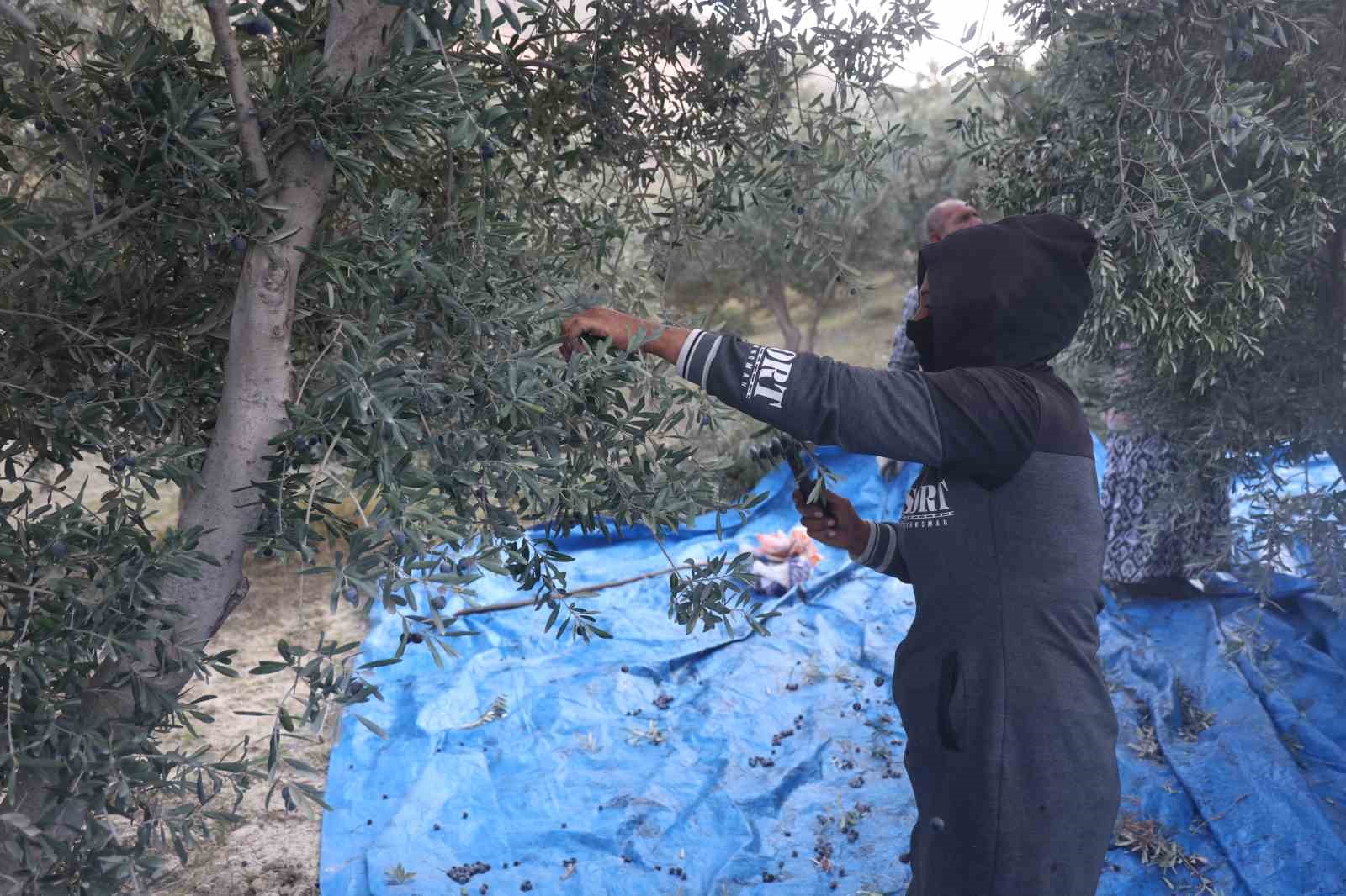 kuraklik zeytin hasadinda yag verimini olumsuz etkiledi 4 dX8mGE5Z