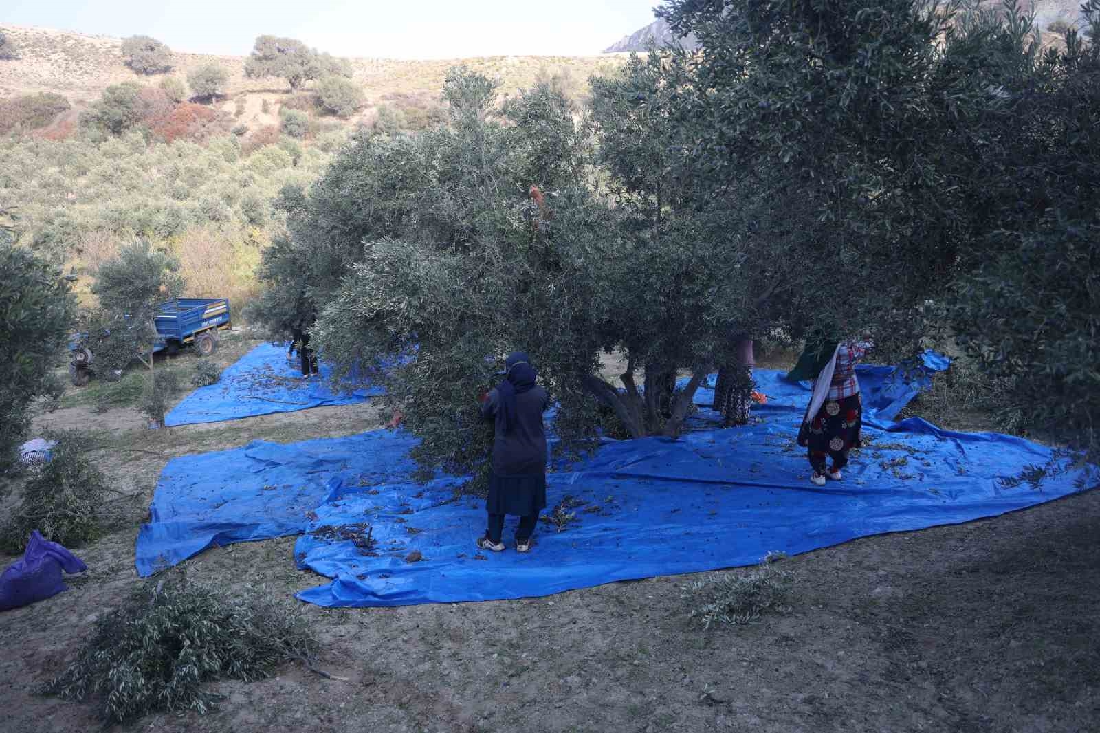 kuraklik zeytin hasadinda yag verimini olumsuz etkiledi 5 lKFX75NW