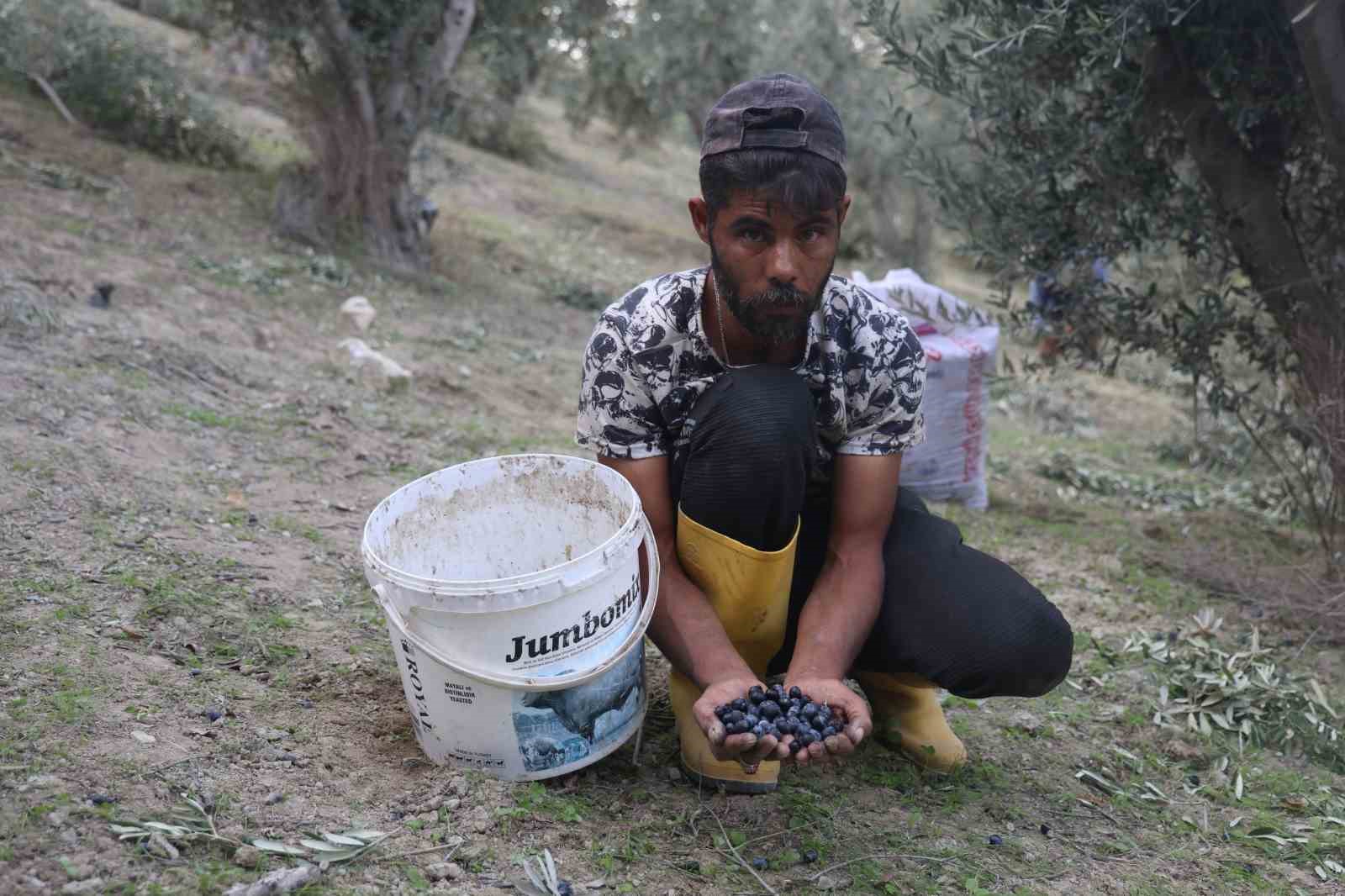 kuraklik zeytin hasadinda yag verimini olumsuz etkiledi 6 n5EE3ETs