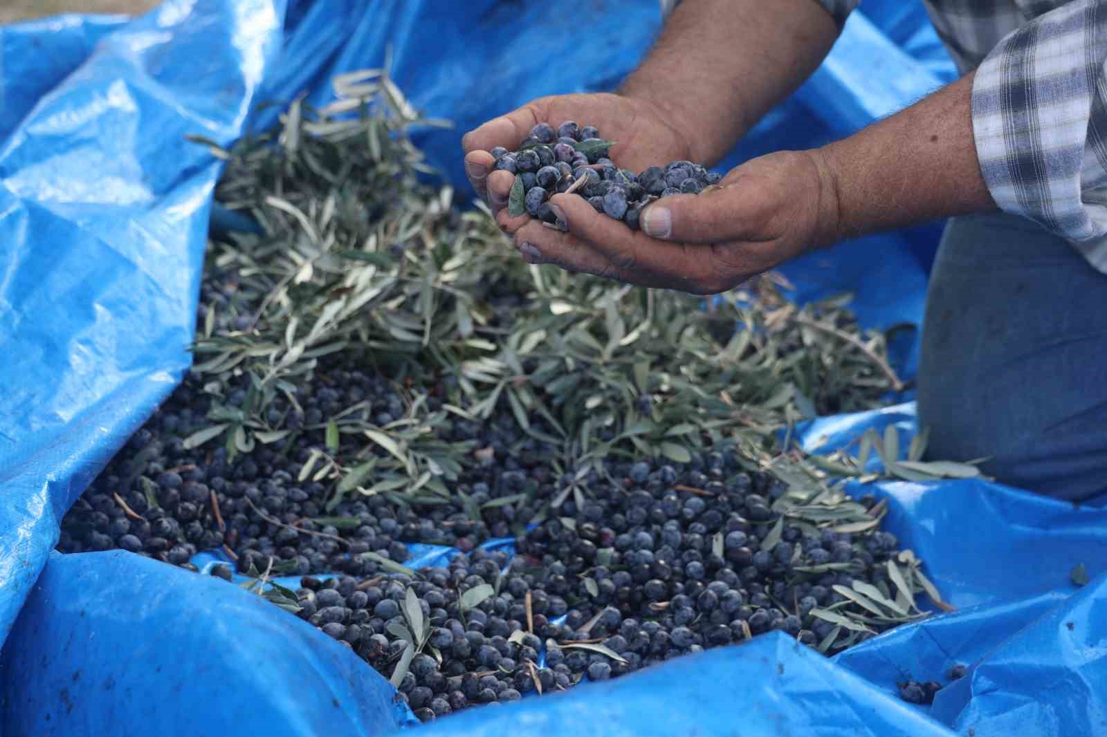 kuraklik zeytin hasadinda yag verimini olumsuz etkiledi 7 6wOFnsWe