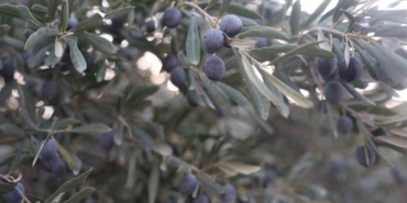 kuraklik-zeytin-hasadinda-yag-verimini-olumsuz-etkiledi-Ma4Y4fCn.jpg