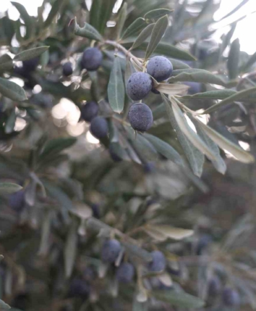 kuraklik-zeytin-hasadinda-yag-verimini-olumsuz-etkiledi-Ma4Y4fCn.jpg