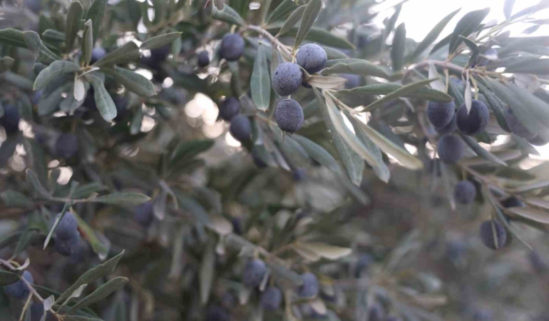 kuraklik-zeytin-hasadinda-yag-verimini-olumsuz-etkiledi-Ma4Y4fCn.jpg