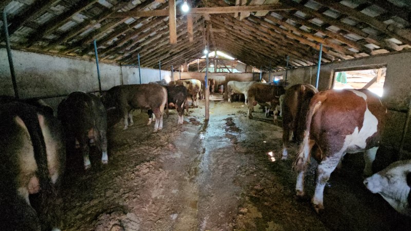 kurban bayrami oncesi atiklarini dereye akitan ciftlige ceza 6 krYiWVNp