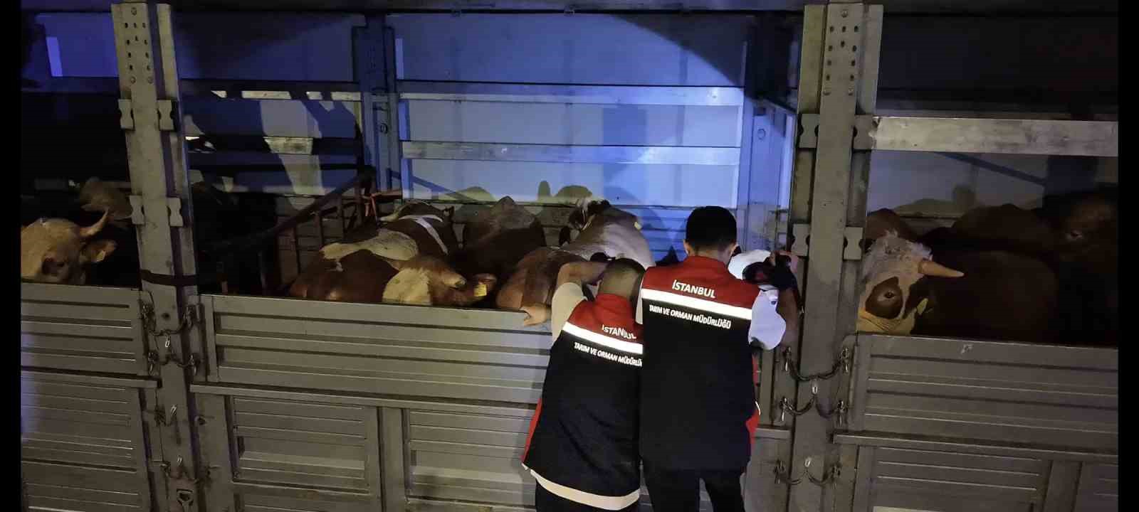 kurban bayrami oncesi istanbulda sevk noktalarinda yogun mesai 3