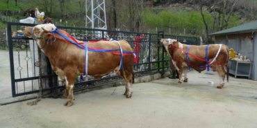 kurban-bayrami-yaklasirken-tonluk-kurbanliklar-satista-EnwMDxT6.jpg