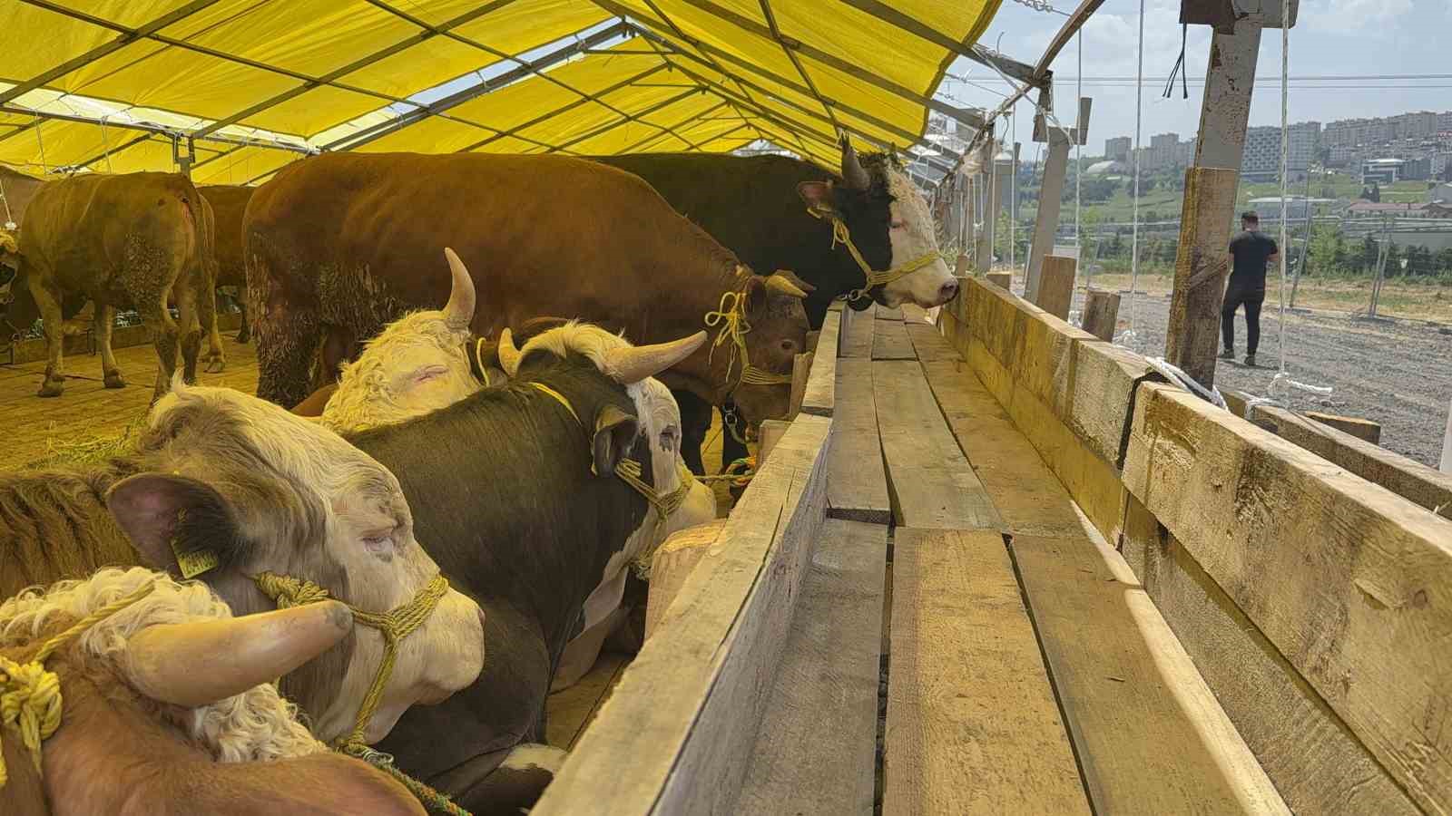 Kurban Bayramı’na sayılı günler kala hayvan pazarları kurulmaya başladı 6 kurban bayramina sayili gunler kala hayvan pazarlari kurulmaya basladi 2 XGBHG82Y
