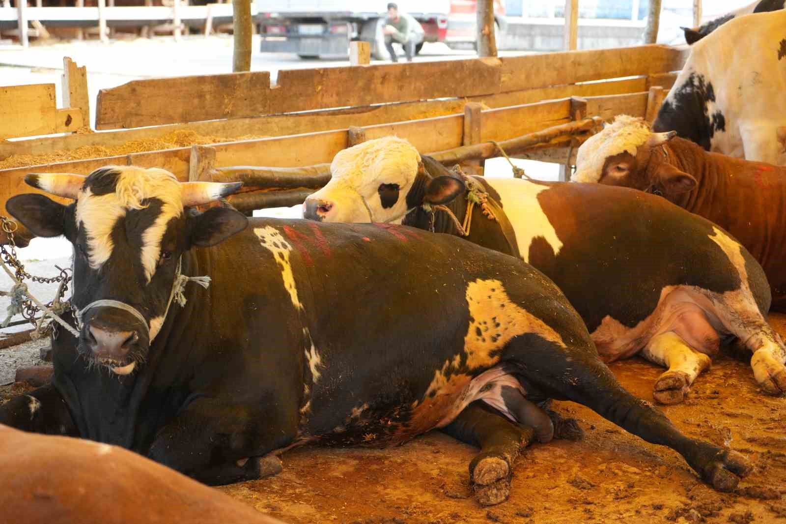 Kurban etindeki "koyu kan" ve "kötü koku" hastalık habercisi olabilir 7 kurban etindeki koyu kan ve kotu koku hastalik habercisi olabilir 3 b9ON2OhK