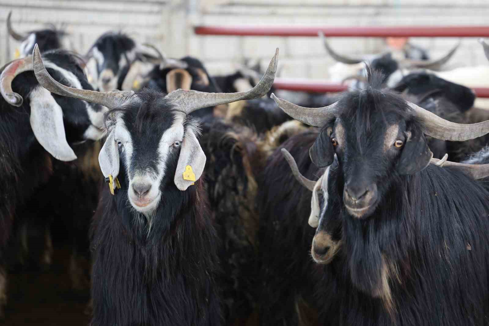 kurban mesaisinde rekor heyecani 140 kilogramlik dev keci 10 qrsXZw5q