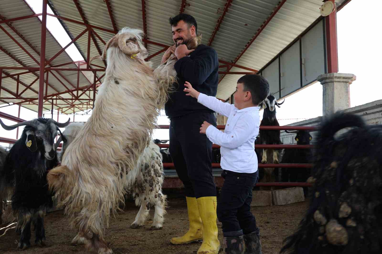 kurban mesaisinde rekor heyecani 140 kilogramlik dev keci 11 fd4UlQhc