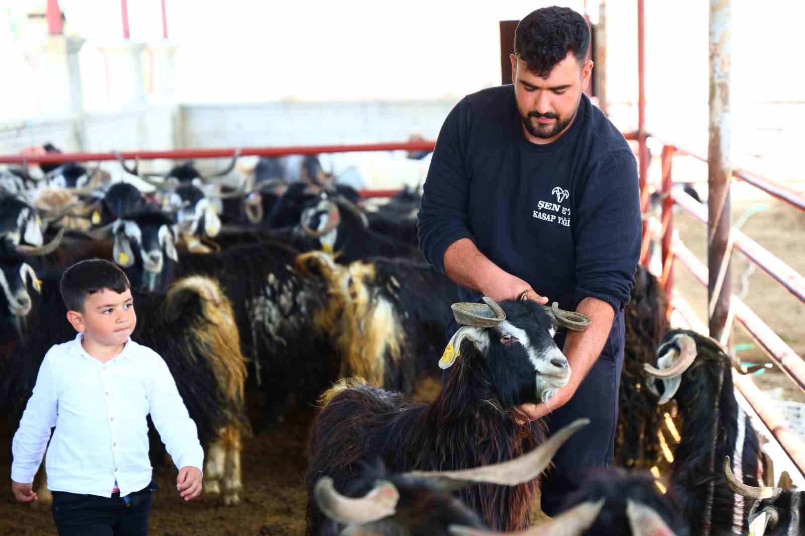 kurban mesaisinde rekor heyecani 140 kilogramlik dev keci 4 NjN3A4k2