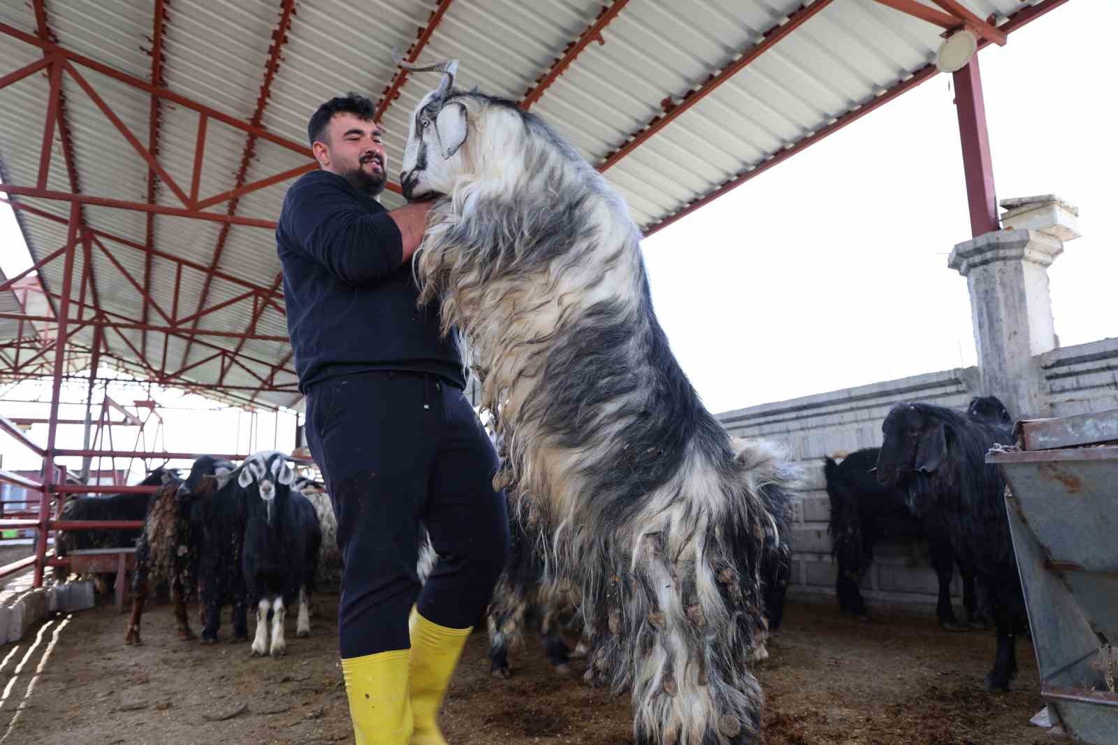 kurban mesaisinde rekor heyecani 140 kilogramlik dev keci 5 7RsVTOqw