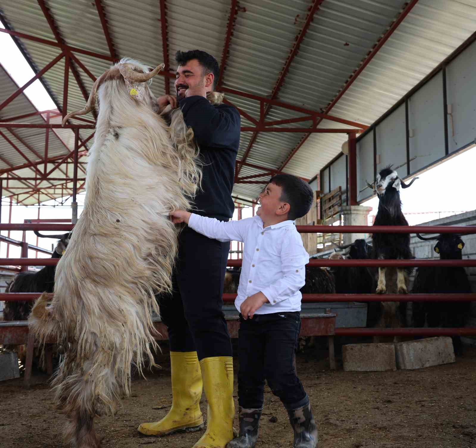 kurban mesaisinde rekor heyecani 140 kilogramlik dev keci 6 Rbj7Yb2t