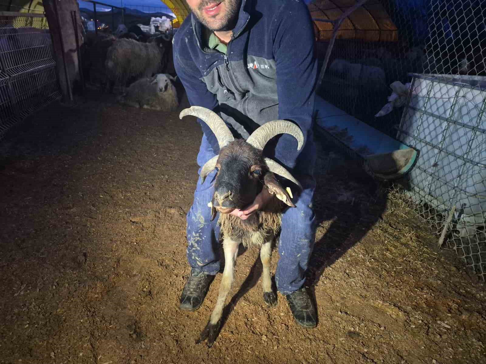 kurban pazarinda besicilerin gece mesaisi 4 T5JawDT9