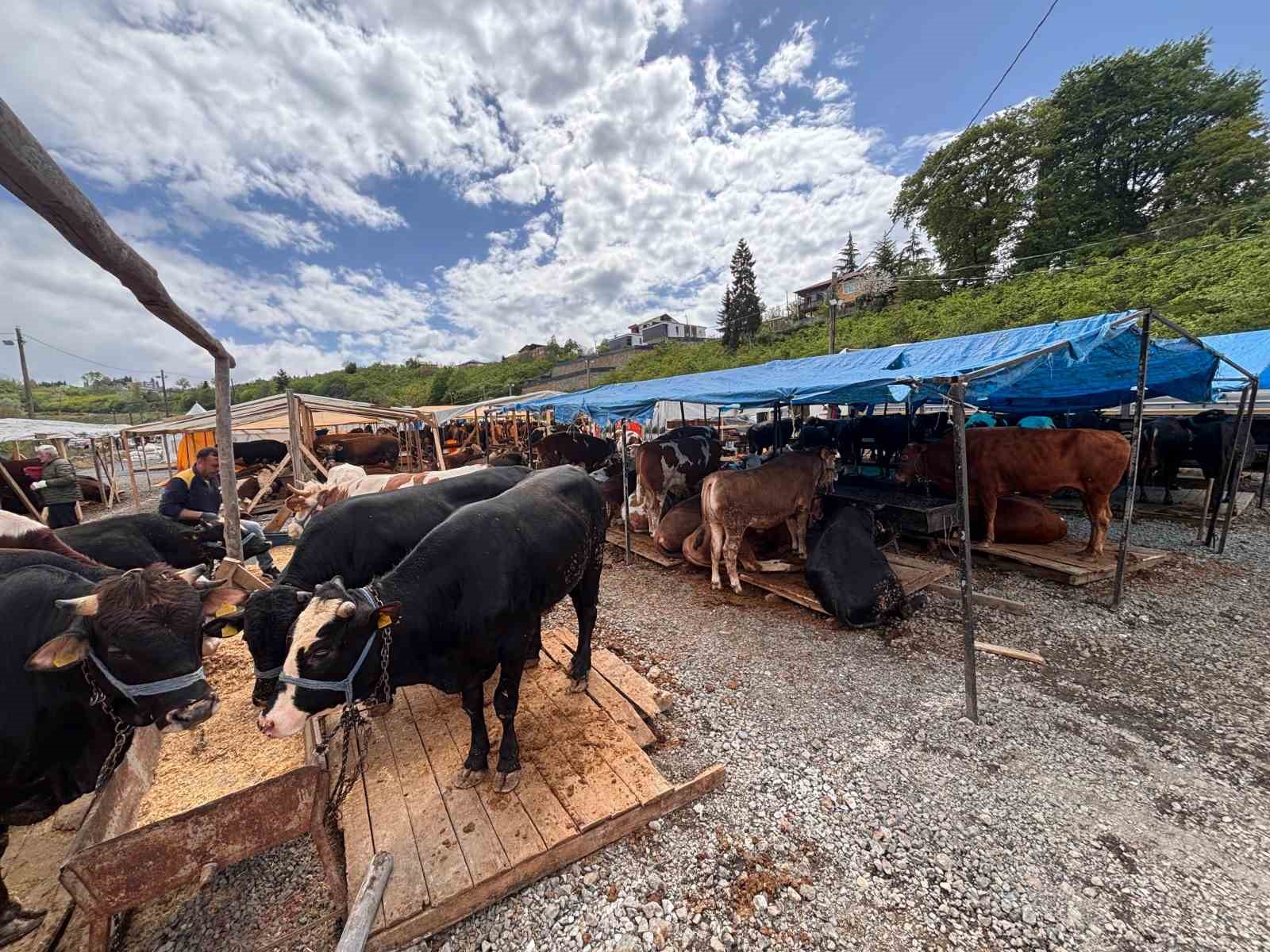 Kurban pazarında dakikalarca süren pazarlıkta inat kazandı 5 kurban pazarinda dakikalarca suren pazarlikta inat kazandi 1