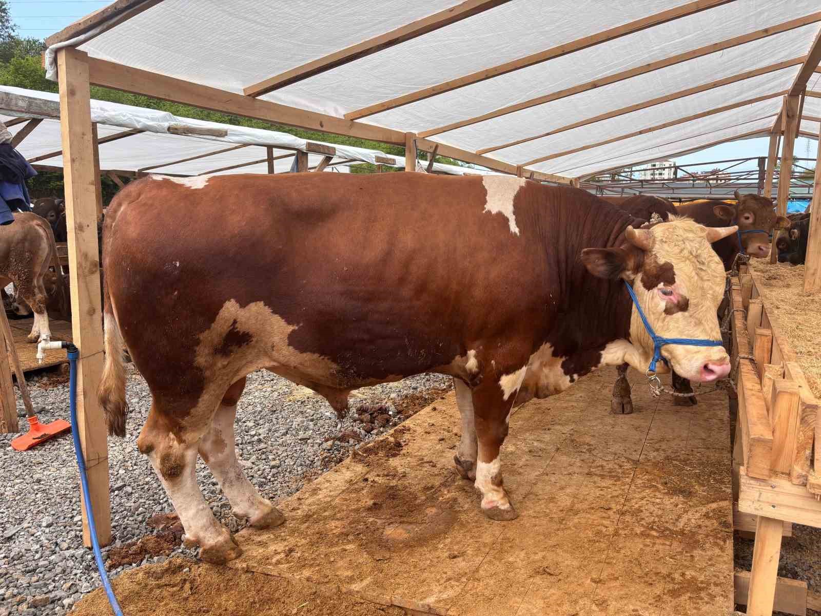 Kurban pazarında dakikalarca süren pazarlıkta inat kazandı 6 kurban pazarinda dakikalarca suren pazarlikta inat kazandi 2 kUyUvumG