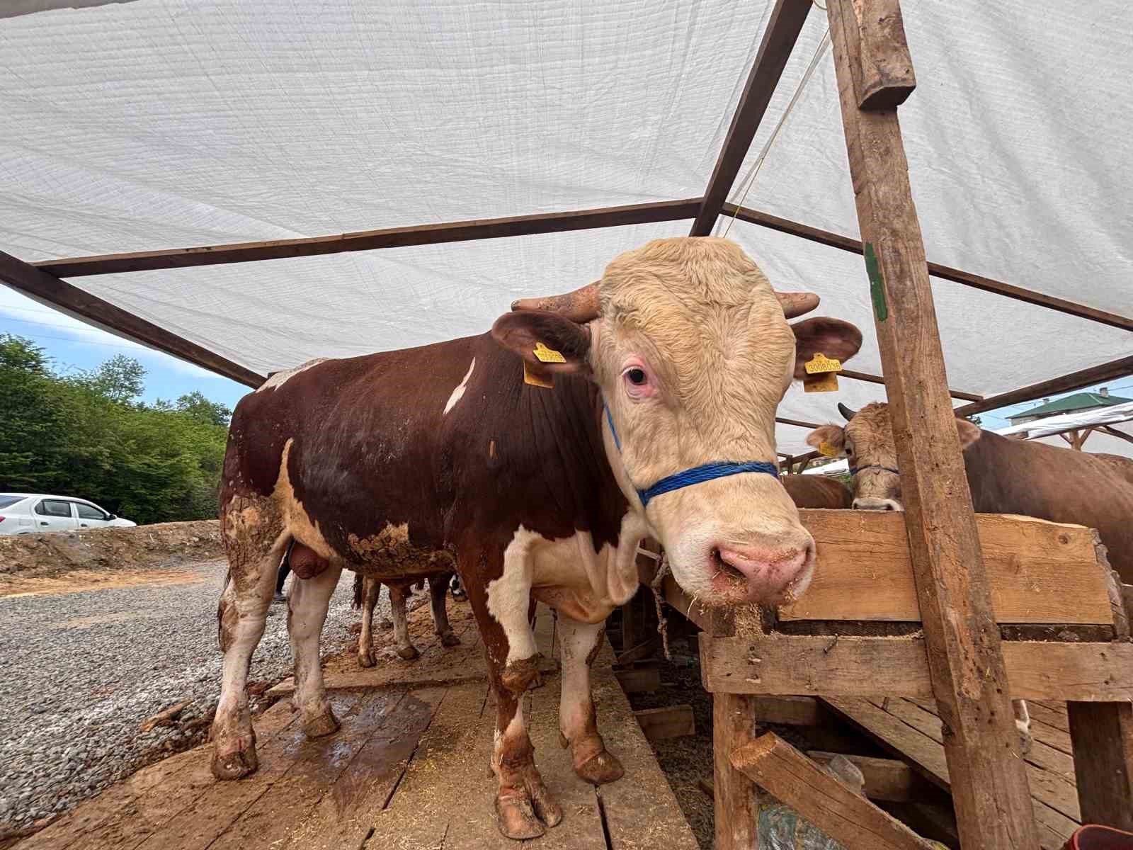 Kurban pazarında dakikalarca süren pazarlıkta inat kazandı 7 kurban pazarinda dakikalarca suren pazarlikta inat kazandi 3 lCFhUER8