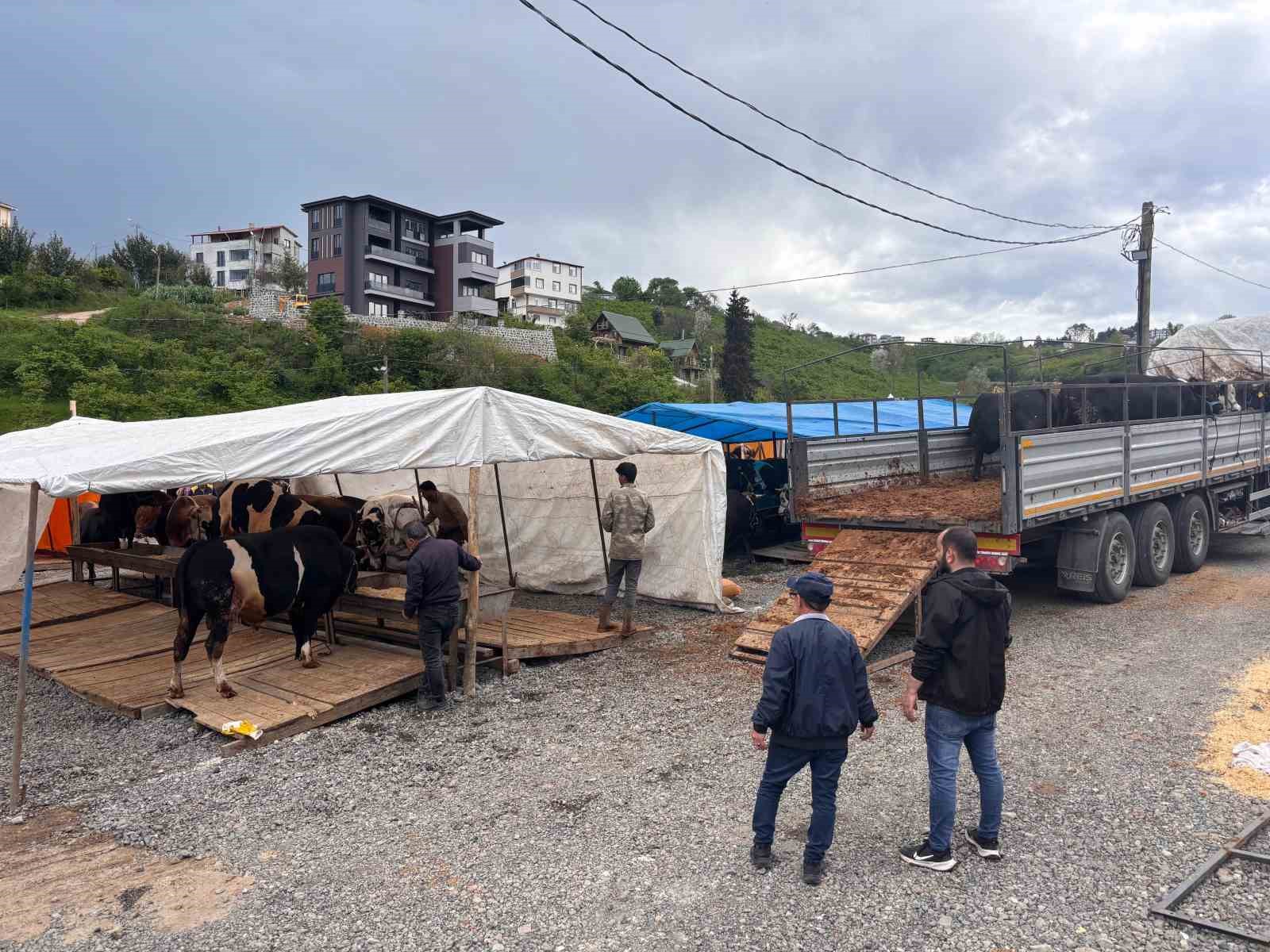 Kurban pazarında dakikalarca süren pazarlıkta inat kazandı 8 kurban pazarinda dakikalarca suren pazarlikta inat kazandi 4 ZdNqcMbD