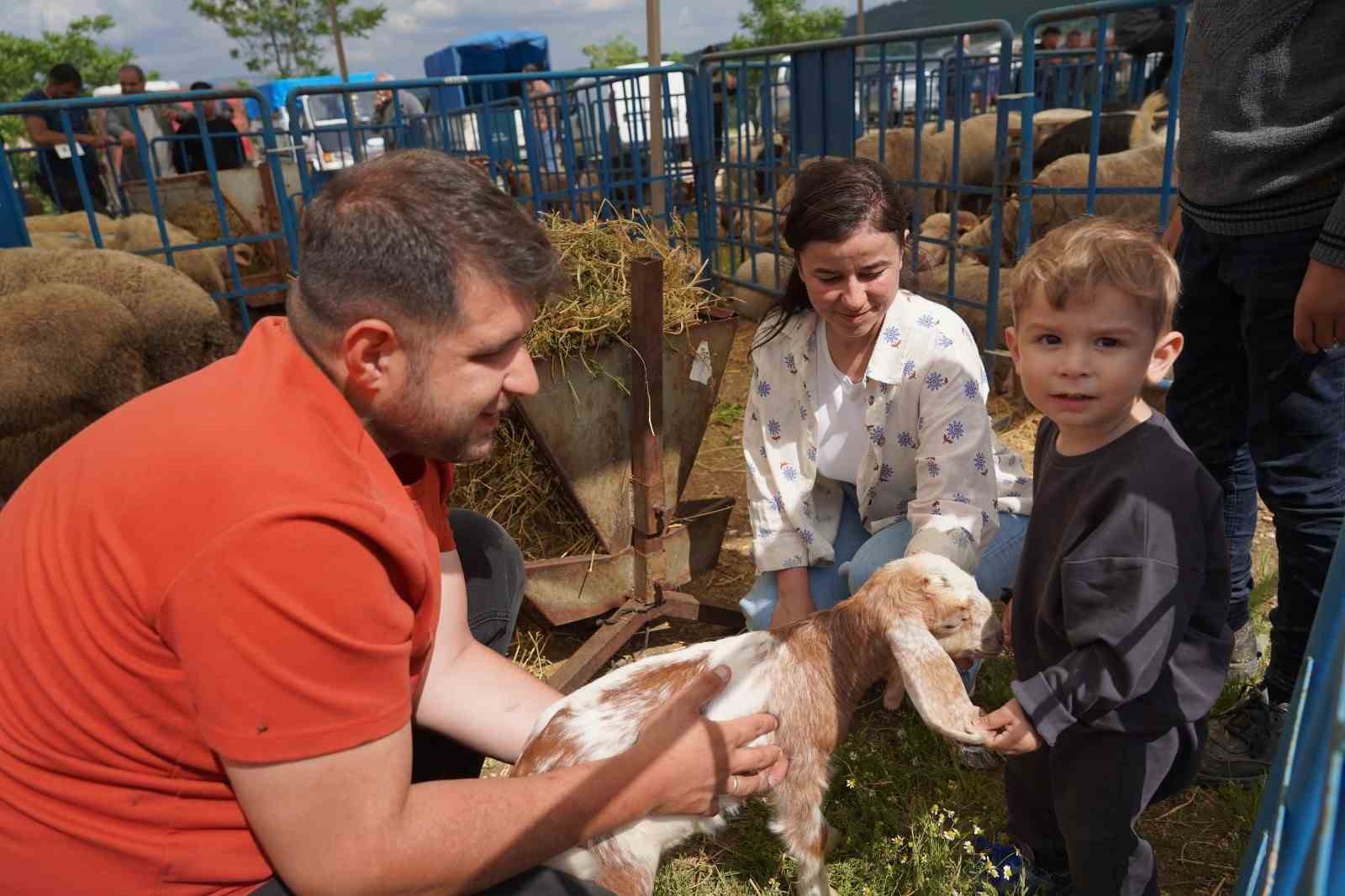 kurban pazarinda hayvanlara ultrason cihazi ile gebelik testi yapildi 1