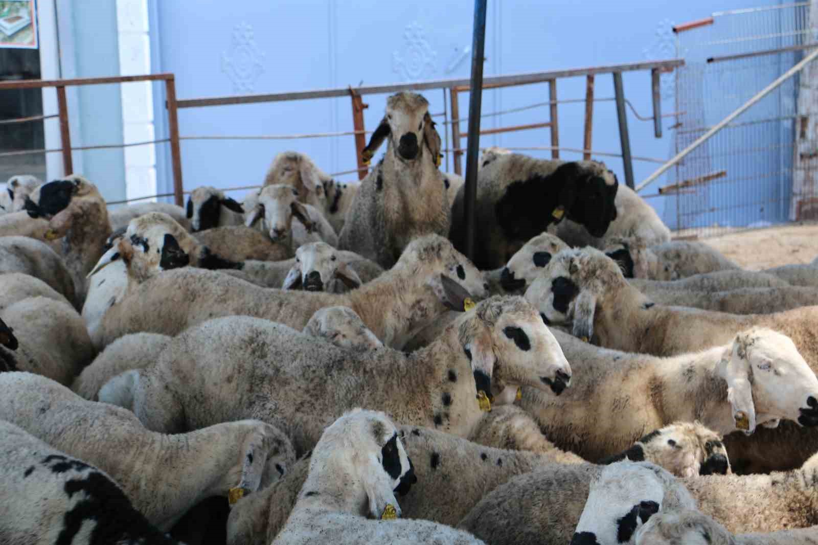 Kurban pazarında sessizlik: Satıcılar son günleri bekliyor 7 kurban pazarinda sessizlik saticilar son gunleri bekliyor 3 NUInZOMf