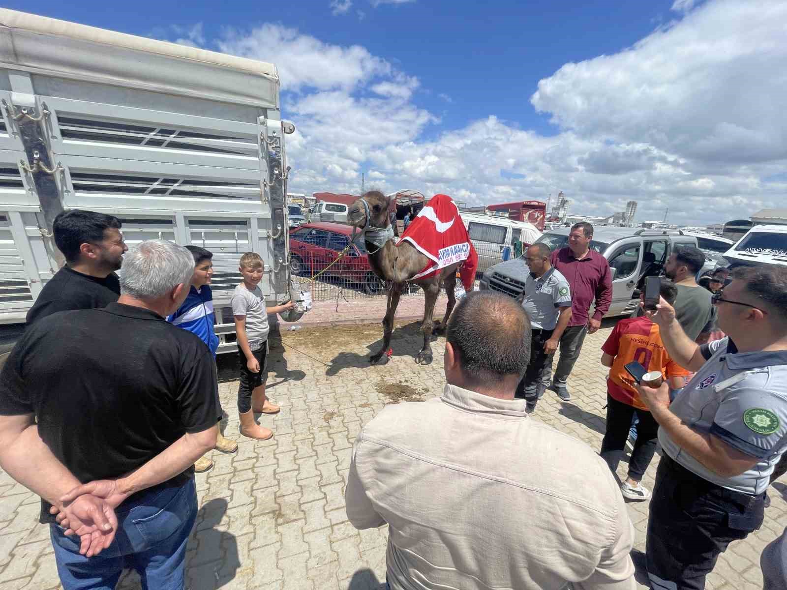 kurban pazarinin gozdesi deve 330 bin tlye satildi 0 D3cAbUTr