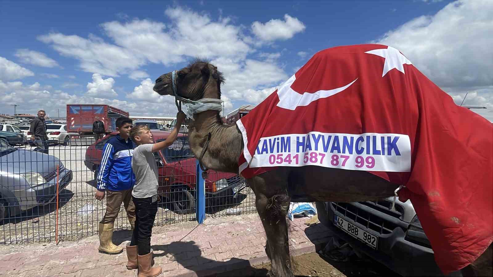 kurban pazarinin gozdesi deve 330 bin tlye satildi 1 2cLqWuBF