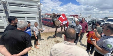 kurban-pazarinin-gozdesi-deve-330-bin-tlye-satildi-u83KHpdX.jpg