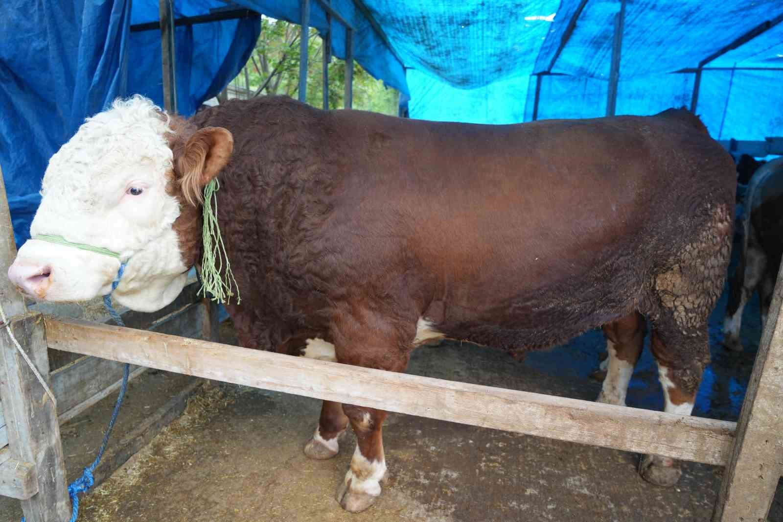 kurban pazarinin pasasi 13 tonluk boga 1 vnX4gUdh