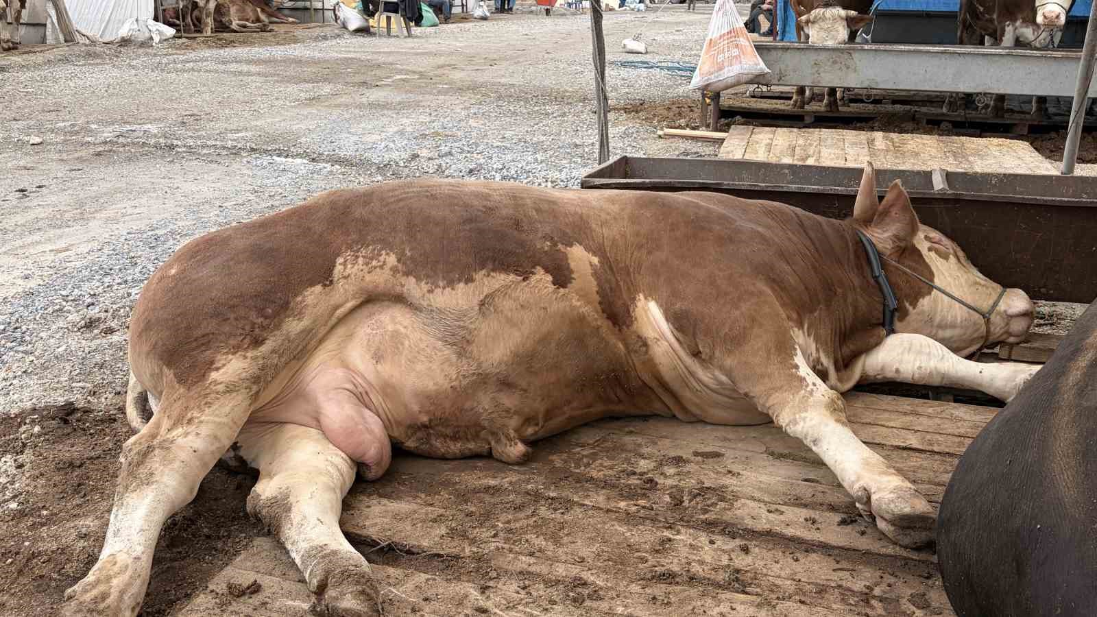 kurban pazarlarinda pazarliklar kizisti 2 Wi3VSDzL