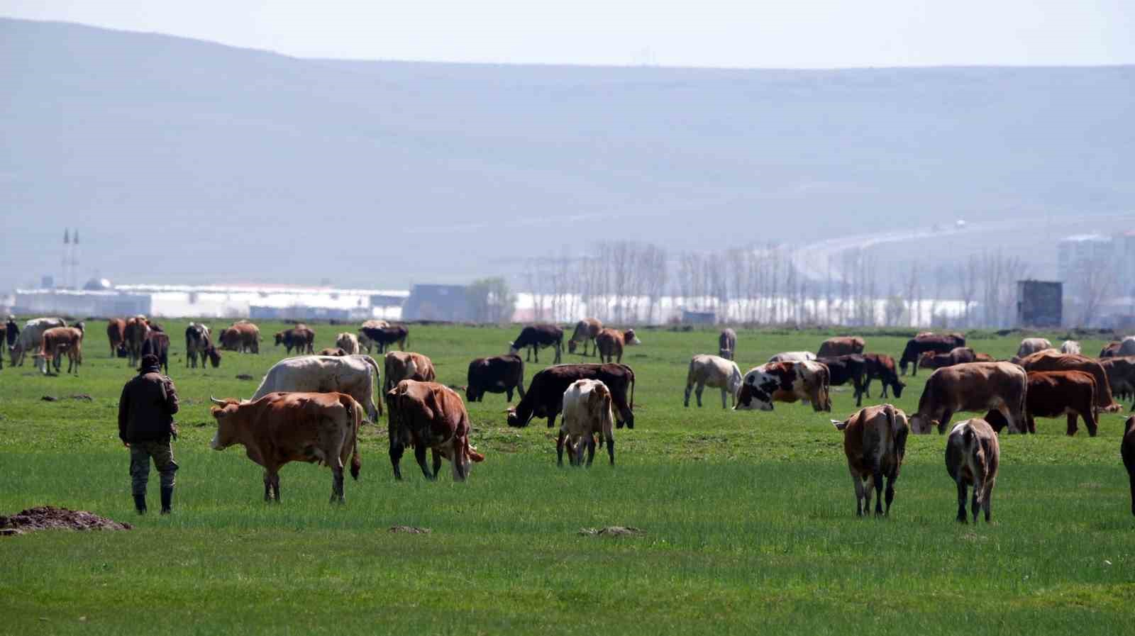 kurban satislarinda sosyal medya tuzagi 0 zWfCWwRp