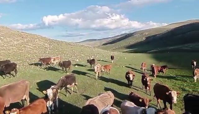kurban satislarinda sosyal medya tuzagi 2
