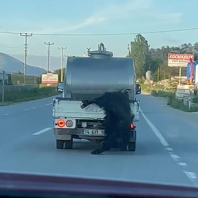 kurbanligi aractan sarkitan surucuye 31 bin lira ceza 0 lnzSA83P