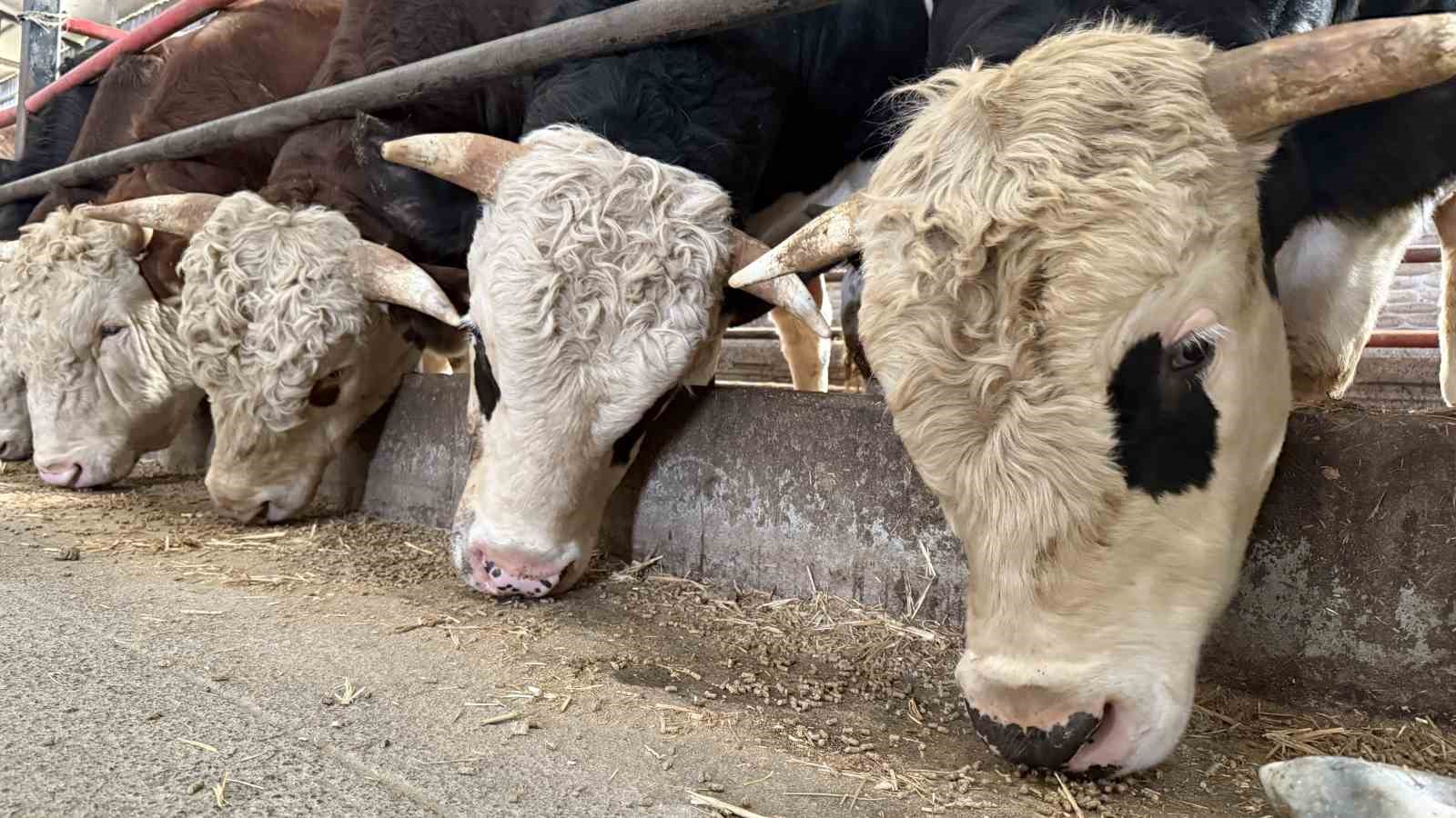 kurbanlik alisverisinde erken alim hareketliligi 3 PC7CITfM