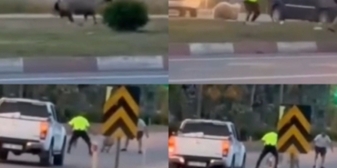 kurbanlik-koyun-kacti-polislerin-yardimiyla-yakalandi-WCLLjJF4.jpg