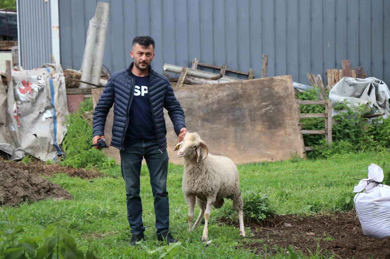 kurbanlik pazarinda buyukbas fiyatlari kucukbasa talebi artirdi 2 y38pLUgd