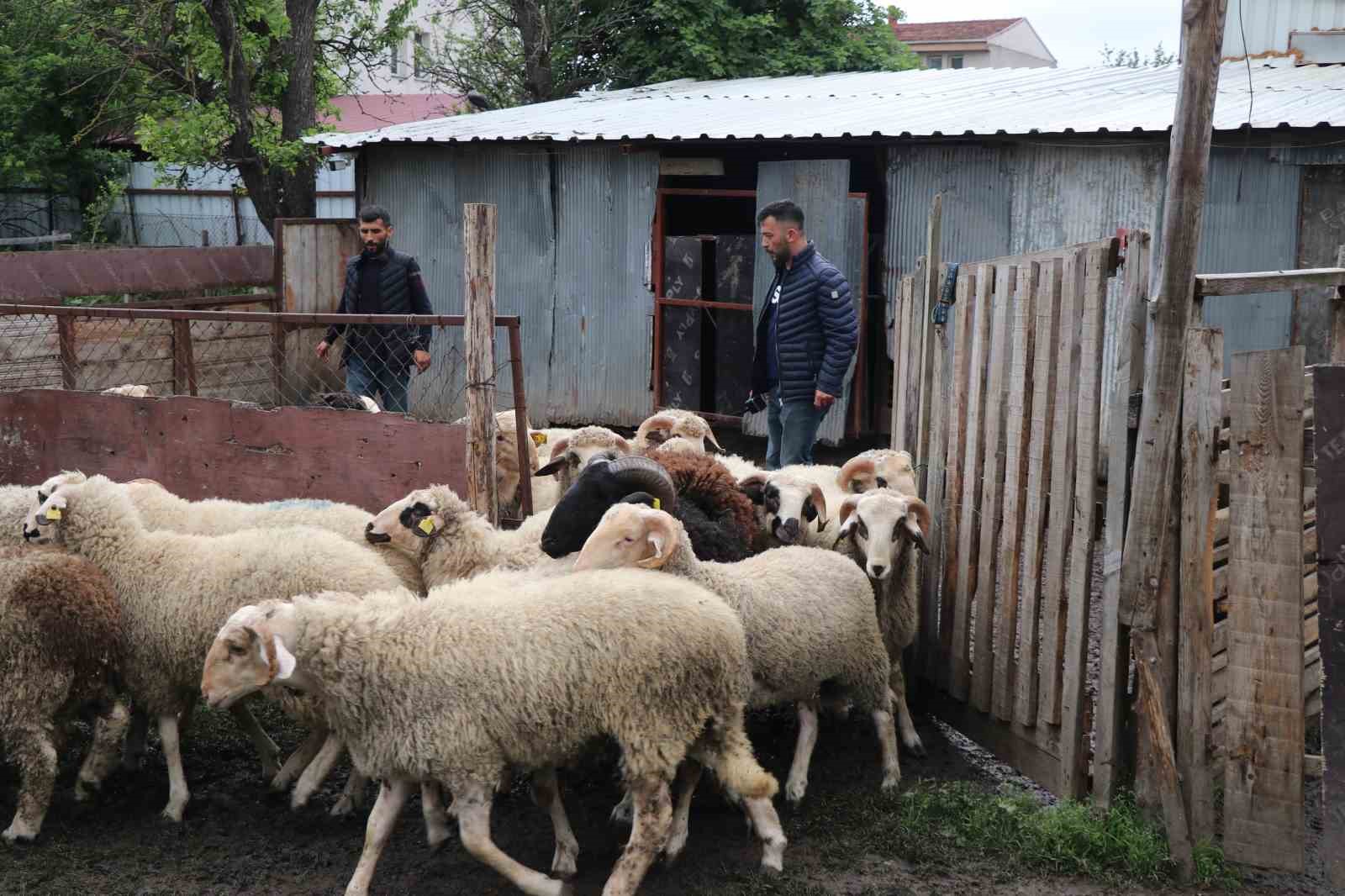 kurbanlik pazarinda buyukbas fiyatlari kucukbasa talebi artirdi 3 NHebNkCi