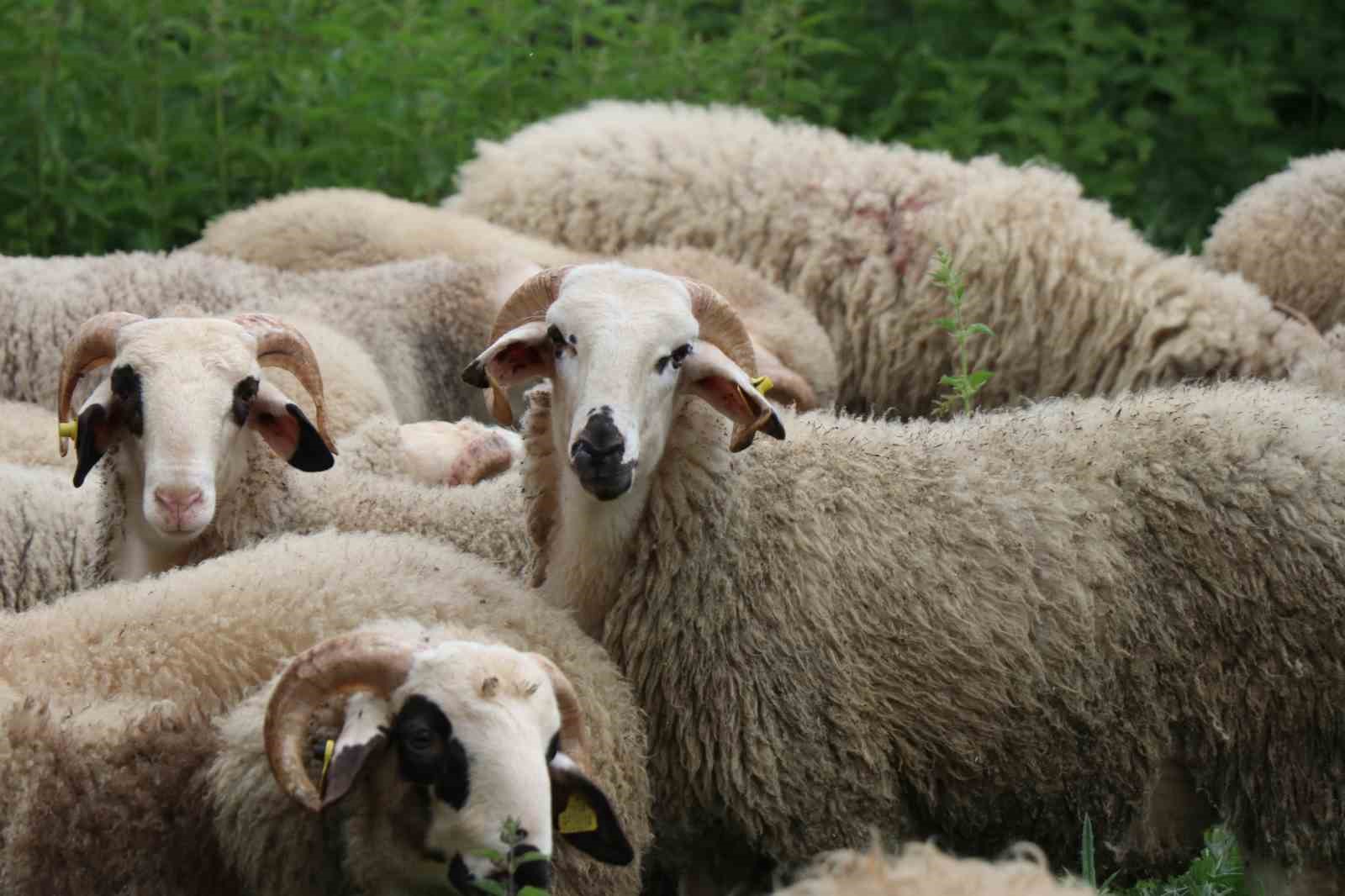 kurbanlik pazarinda buyukbas fiyatlari kucukbasa talebi artirdi 4