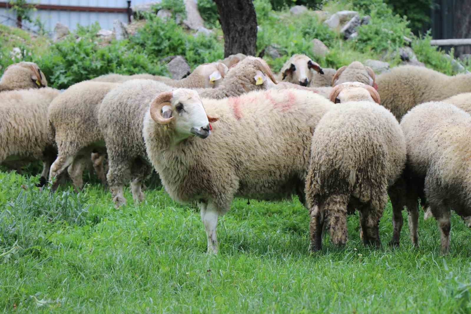 kurbanlik pazarinda buyukbas fiyatlari kucukbasa talebi artirdi 5 8W3lt7YU